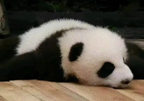 木子zh的南昌-景德镇-婺源地图