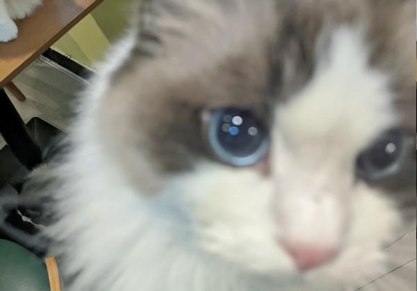 浪花有意，桃花无言